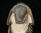 Large Crotalocephalina Trilobite - Flying Prep #16332-7